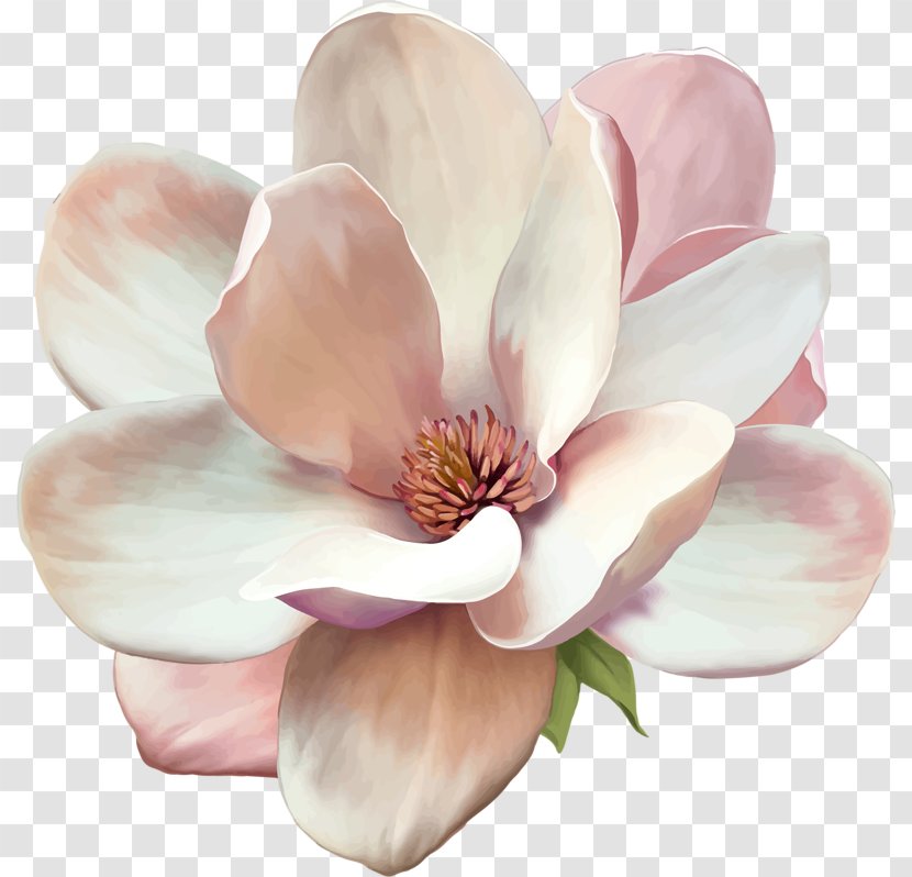 Southern Magnolia Stock Photography Royalty-free Flower - Depositphotos - Flowers And Floral Patterns Vector Material Transparent PNG