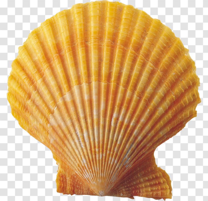 Seashell Conch Clip Art Transparent PNG