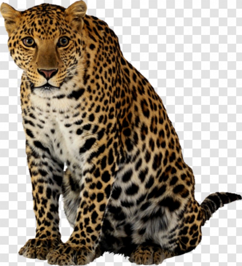 Cheetah Felidae Clip Art Transparent PNG