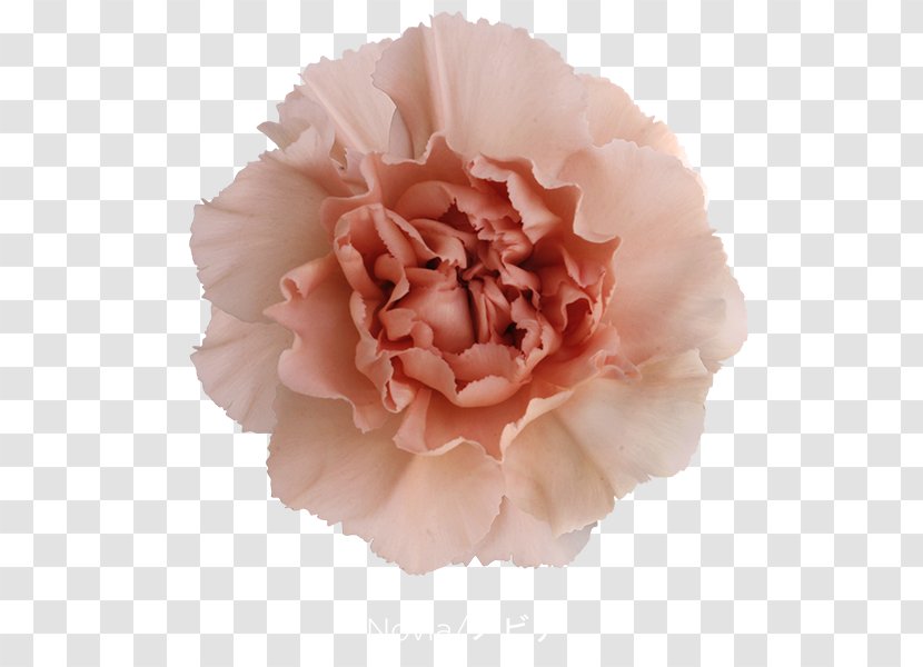 Cabbage Rose Carnation Cut Flowers Pink Petal - Crimson Viper Transparent PNG