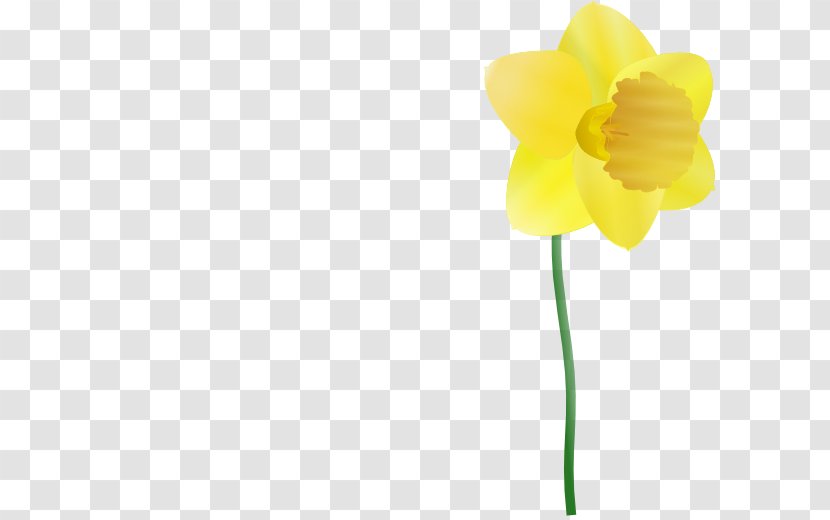 Daffodil Free Content Clip Art - Daffodils Pictures Transparent PNG