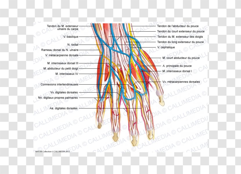 Hand Blood Vessel Nervous System Muscle Muscular Transparent PNG