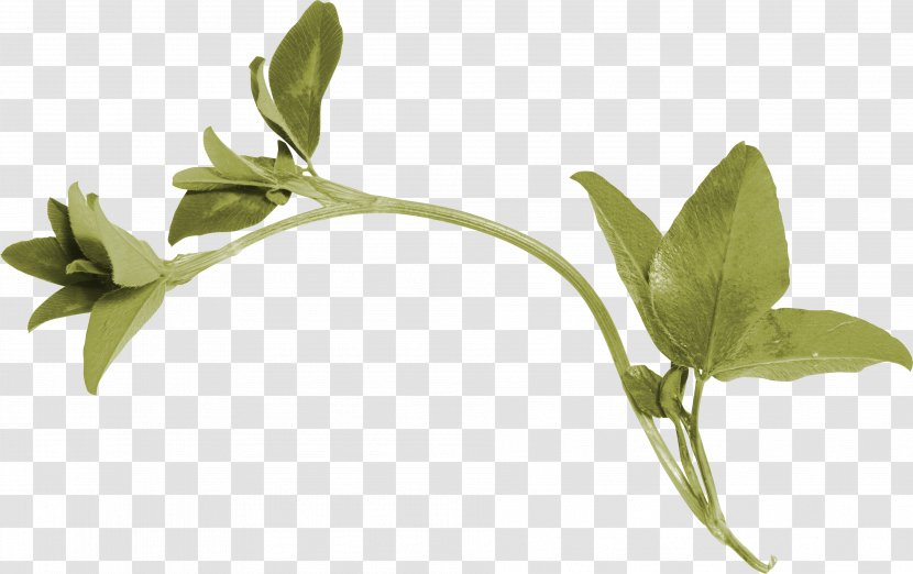 Illustration Leaf Vector Graphics Photograph - Flower Transparent PNG