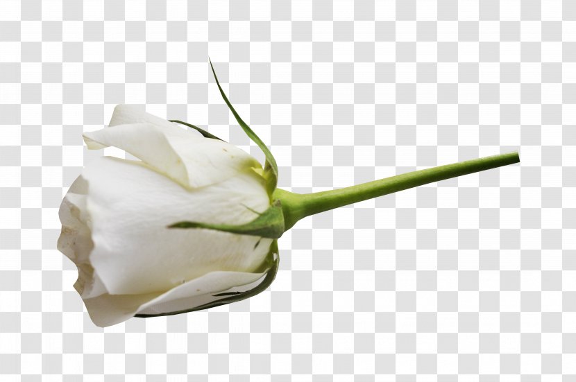 Garden Roses White Flower - Rose - Decorative Vector Floral Material Transparent PNG
