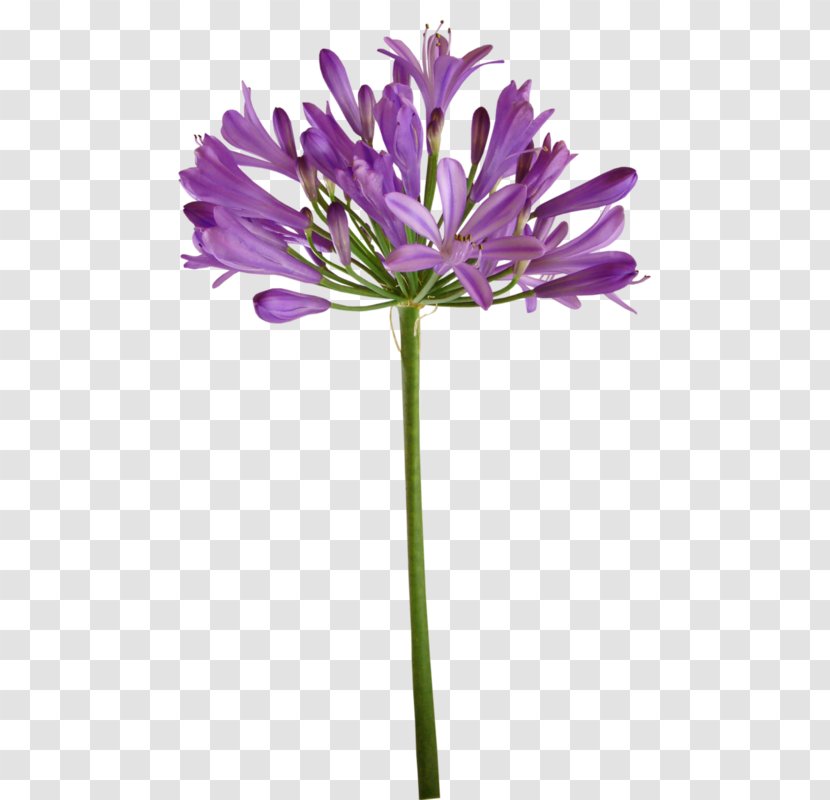 Lily Of The Incas Cut Flowers Plant Stem Purple Herbaceous - Petal - Cornflower Hand Painted Transparent PNG