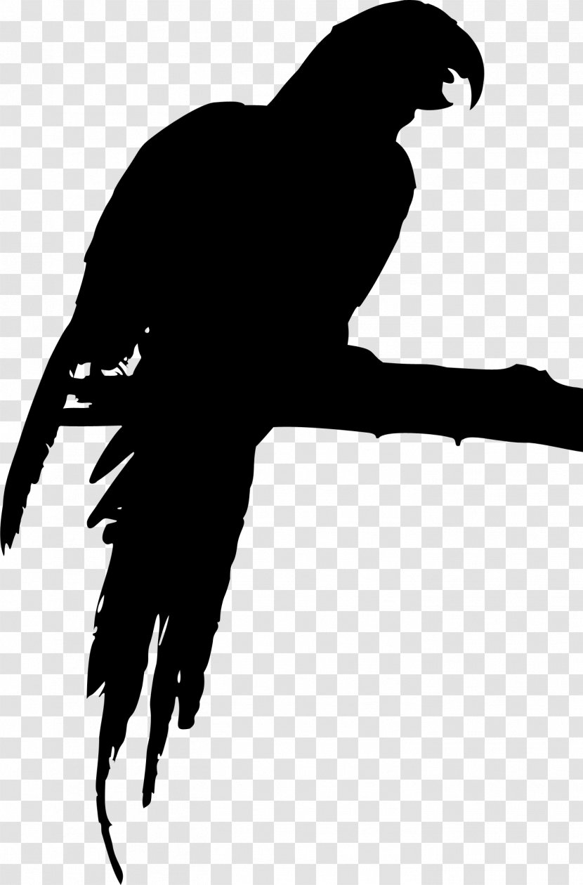 Skonto Hall Beak Bird Of Prey Clip Art - Falconiformes - Claw Transparent PNG