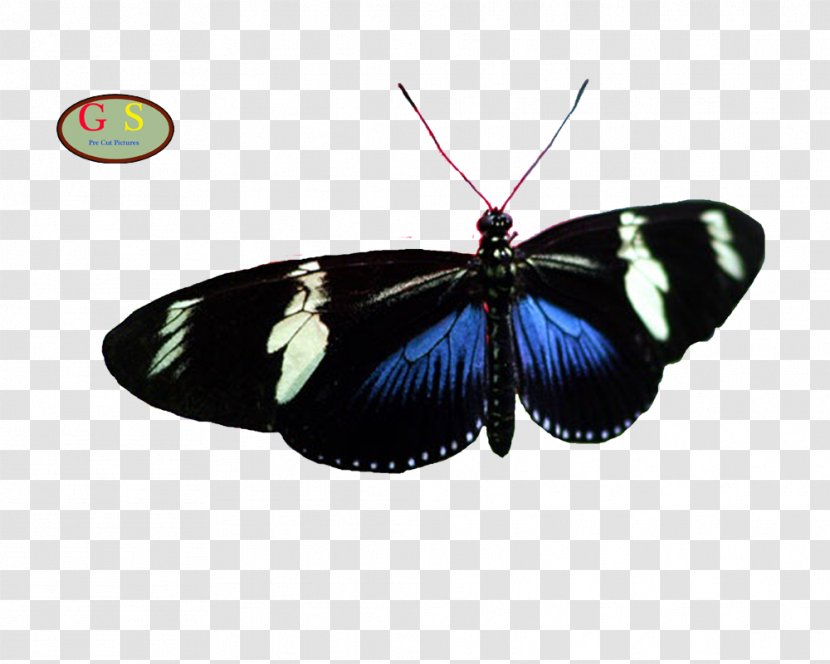Brush-footed Butterflies Butterfly And Moths Transparent PNG