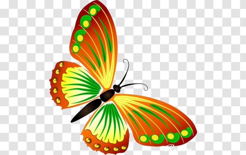Butterfly Insect Biology Clip Art - Moths And Butterflies Transparent PNG