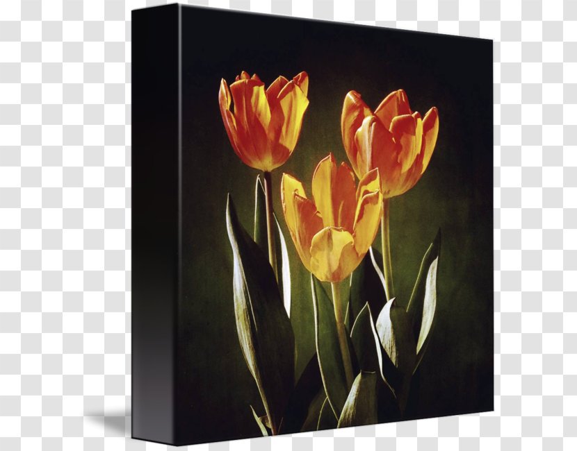 Tulip Still Life Photography Canna Floristry - Plant Stem Transparent PNG