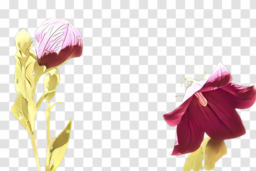 Petal Flower Plant Pink Cut Flowers Transparent PNG