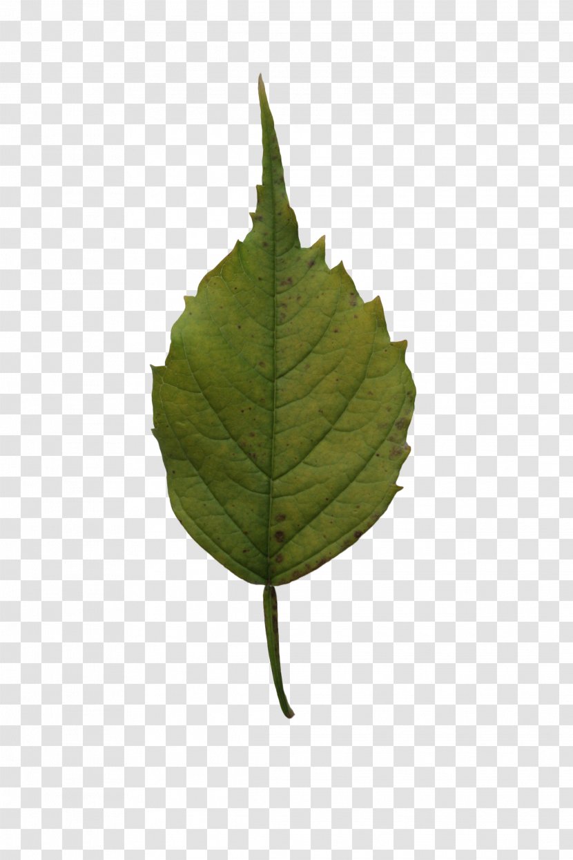 Leaf Tree Birch Plant - Maple Transparent PNG