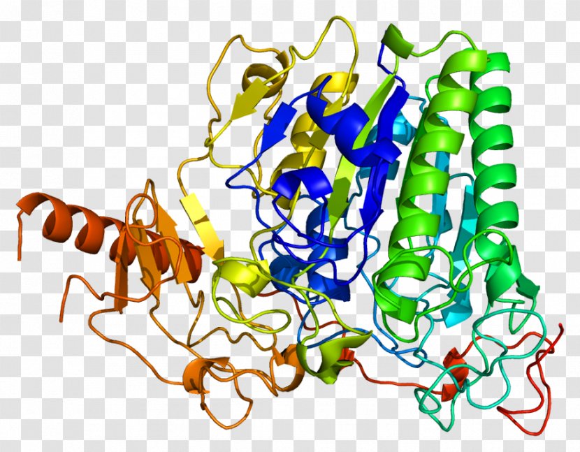 Arylsulfatase A B Enzyme - Structure - Cerebroside Transparent PNG