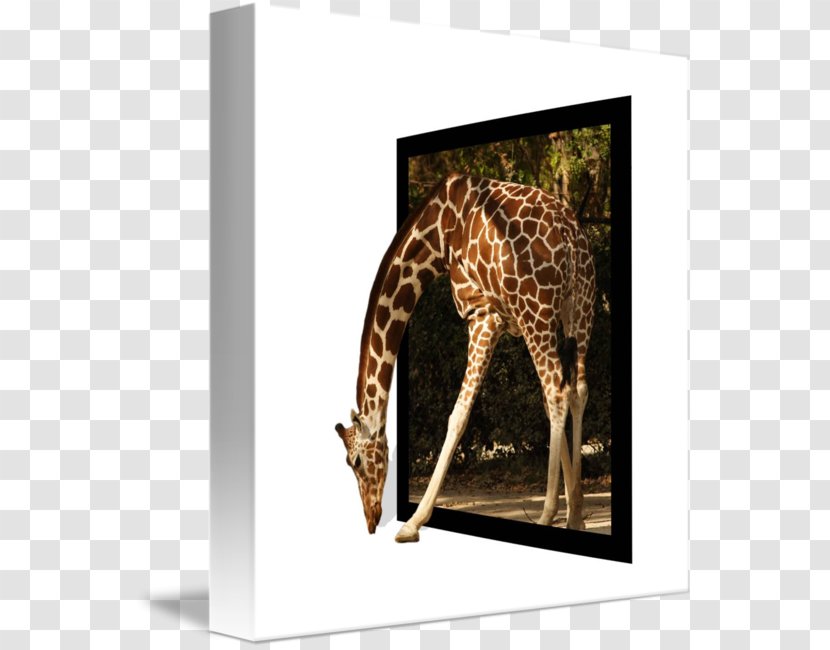 Giraffe Picture Frames Window - Organism Transparent PNG