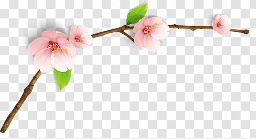 Cherry Blossom Watercolor Painting Image RGB Color Model - Plant Stem - Peach Transparent PNG