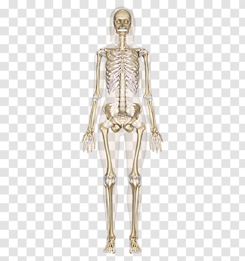 The Skeletal System Human Skeleton Body Bone Anatomy - Silhouette Transparent PNG