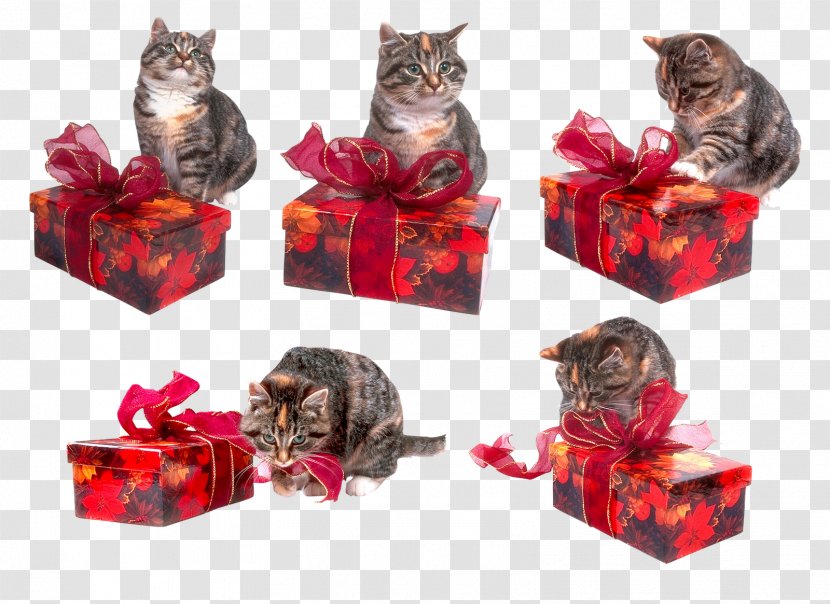Cat Gift Kitten Holiday Clip Art - Scrapbooking Transparent PNG