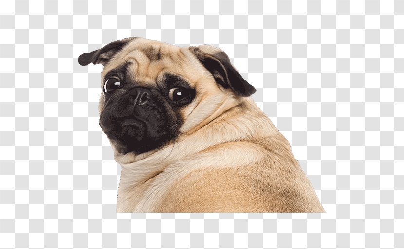 Pug Puppy Stock Photography Royalty-free - Snout Transparent PNG
