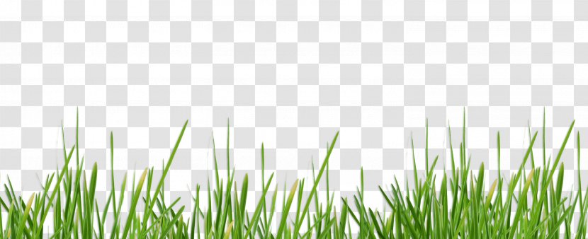 Lawn Waukesha Desktop Wallpaper Vetiver Meadow - Stock Photography Transparent PNG