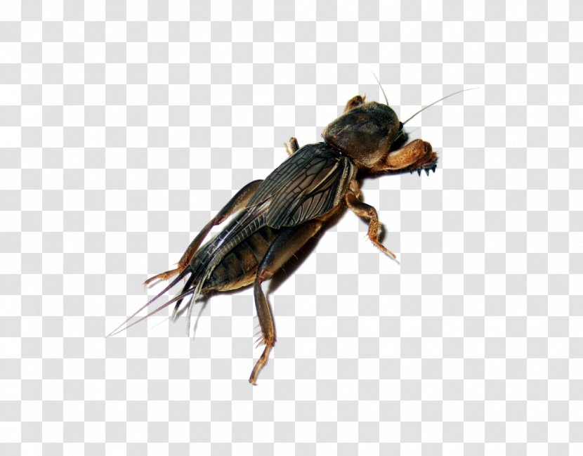 Insect Domestic Pig Cicadas - Weevil - Creative Transparent PNG
