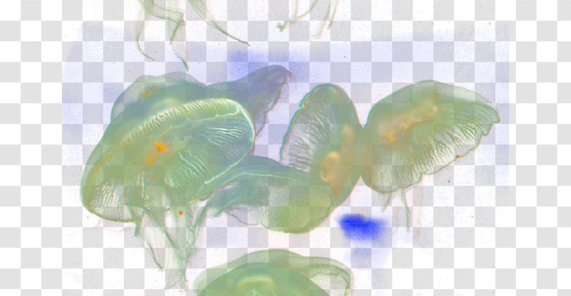 Organism Glass - Dream Jellyfish Transparent PNG