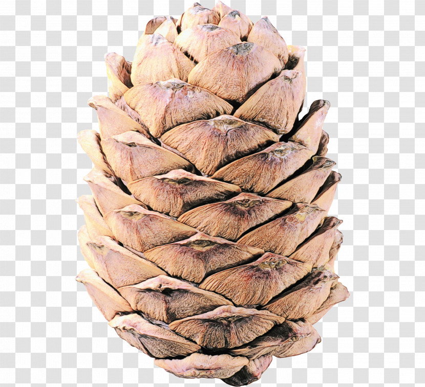 Conifer Cone Tree Conifers Transparent PNG