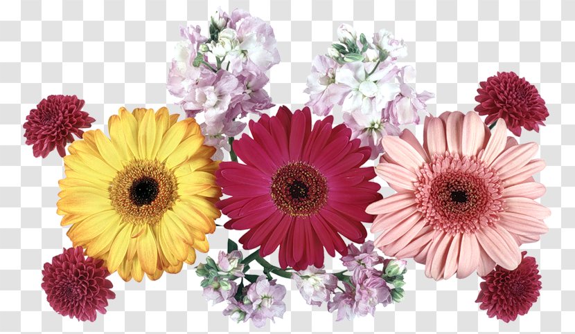 Transvaal Daisy Cut Flowers Floral Design Chrysanthemum - Flower Transparent PNG