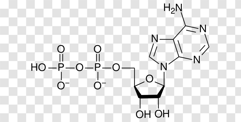 Adenosine Monophosphate Triphosphate Diphosphate Ribonucleotide - Phosphate Transparent PNG