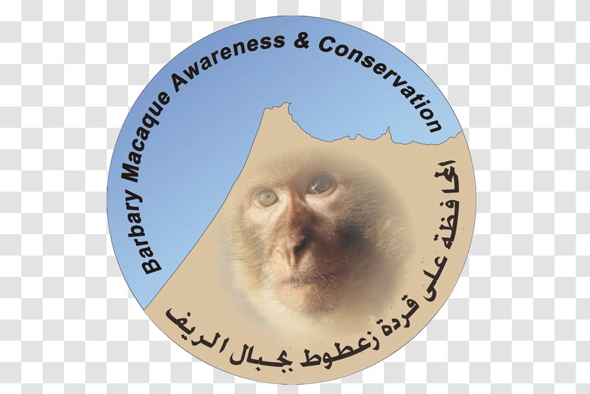 Barbary Macaque Tétouan Monkey Conservation Coast Transparent PNG