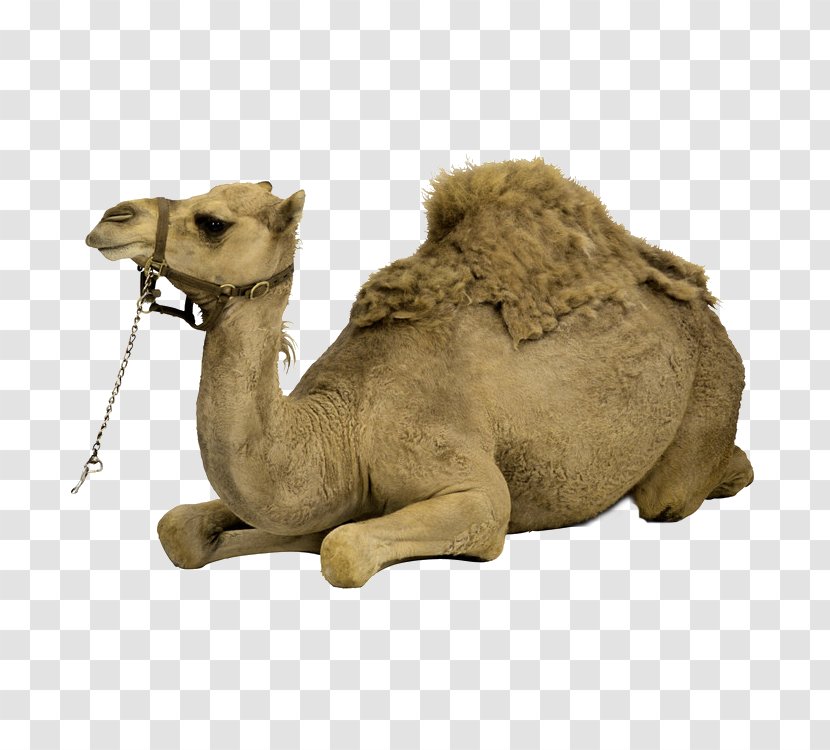 Bactrian Camel Dromedary Cat - Eventoed Ungulate - Free Brown Lie Down To Pull The Image Transparent PNG