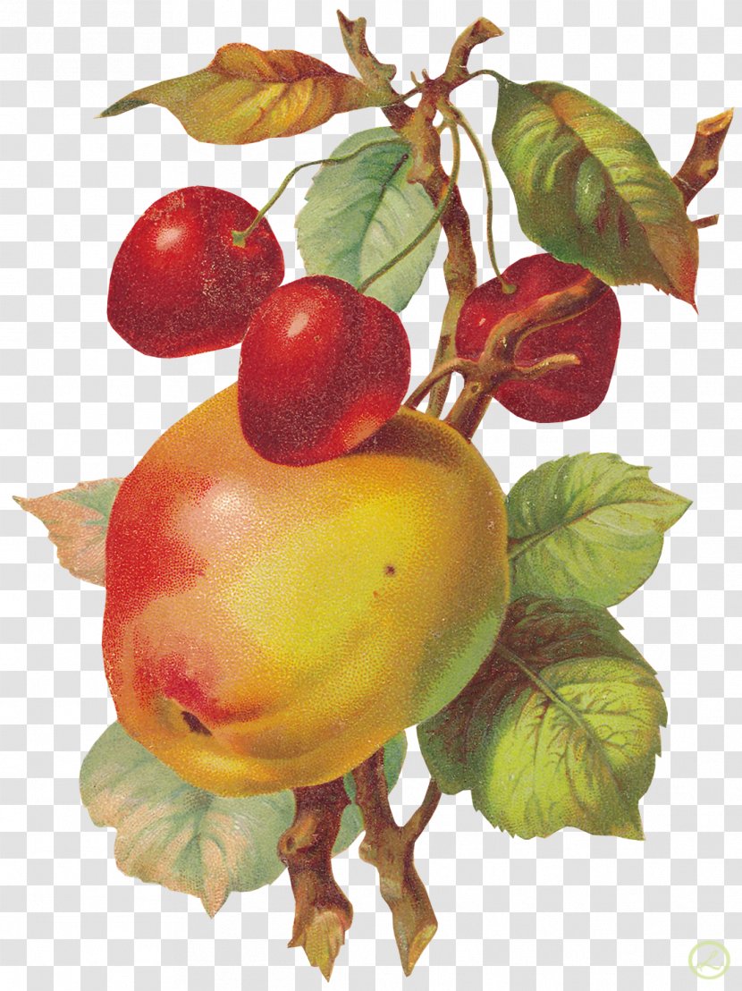 Fruit Painting Clip Art - Decoupage - Apple Transparent PNG