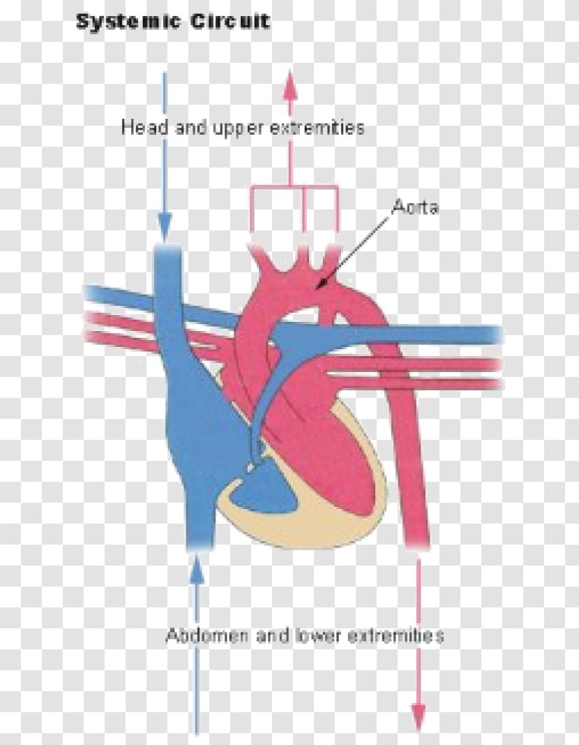 Pulmonary Circulation Artery Circulatory System Human Body - Tree - Heart Transparent PNG