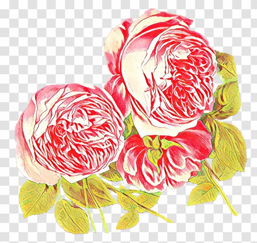 Pink Flower Cartoon - Cabbage Rose - Family Peony Transparent PNG