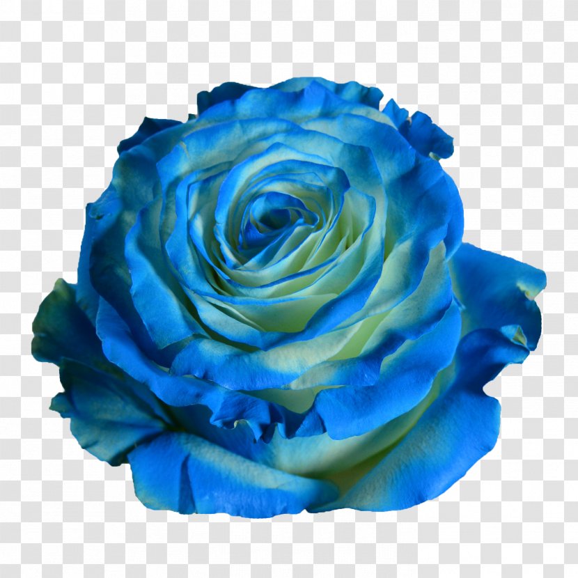 Blue Garden Roses Green Centifolia - Rosa - Wave Transparent PNG