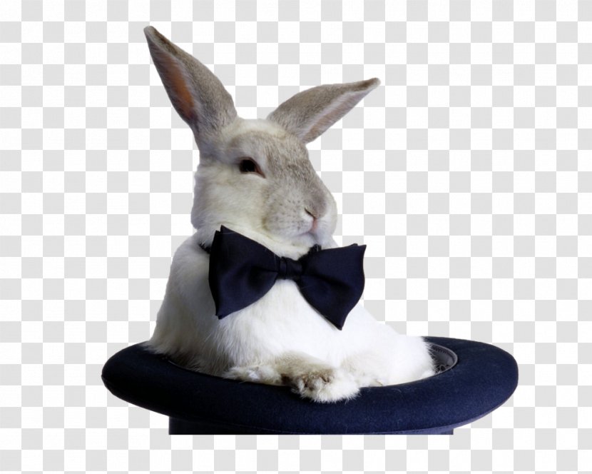 Hare Rabbit Bow Tie Top Hat Hat-trick - Cuteness - Oswald The Lucky Transparent PNG