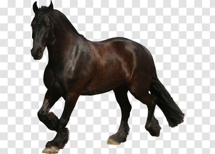Friesian Horse Mustang Appaloosa Stallion Mare - Stock Photography - Dark Transparent PNG