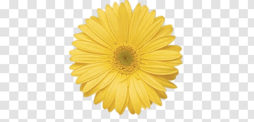 Transvaal Daisy Flower Common Yellow Stock Photography - Pollen Transparent PNG