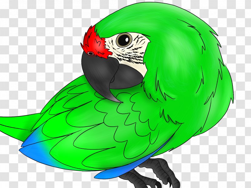 Macaw Parrot Beak - Perico Transparent PNG