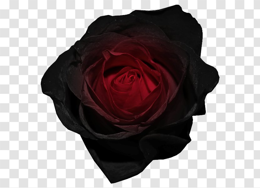 Black Rose Red Clip Art - And Picture Transparent PNG