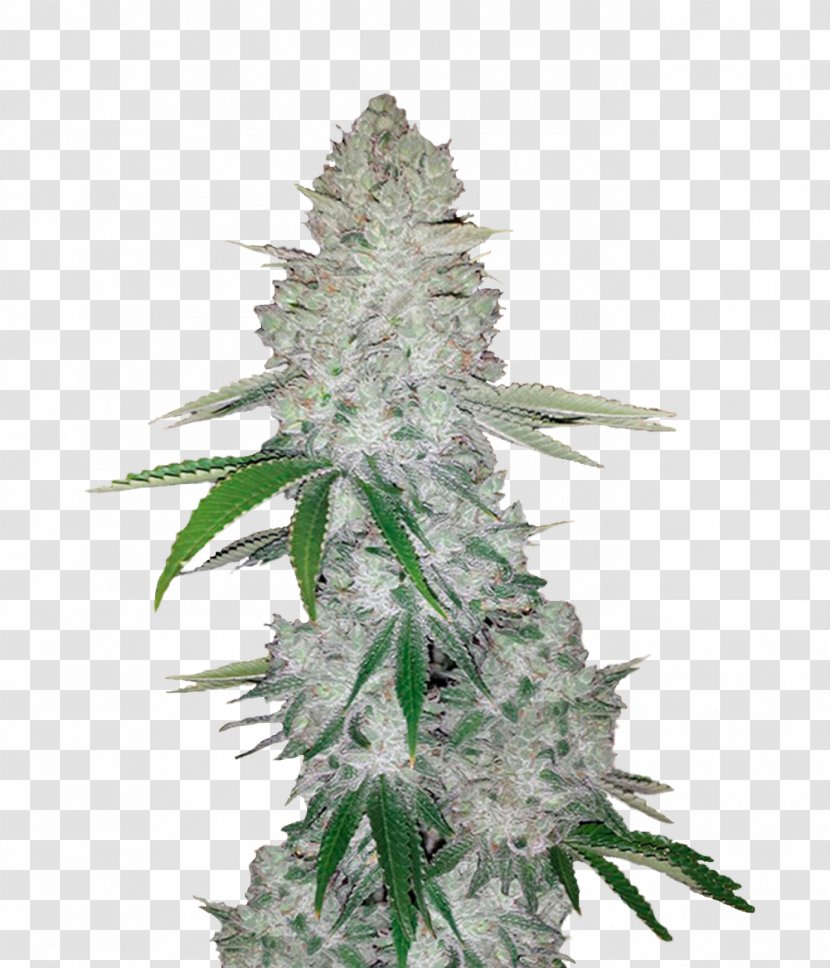 Gorilla Glue Autoflowering Cannabis Seed Sativa - Trichome Transparent PNG