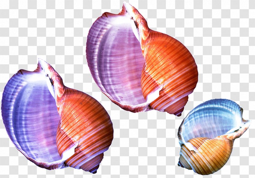 Seashell Shellfish Conch Sea Snail - Color Shell Material Transparent PNG