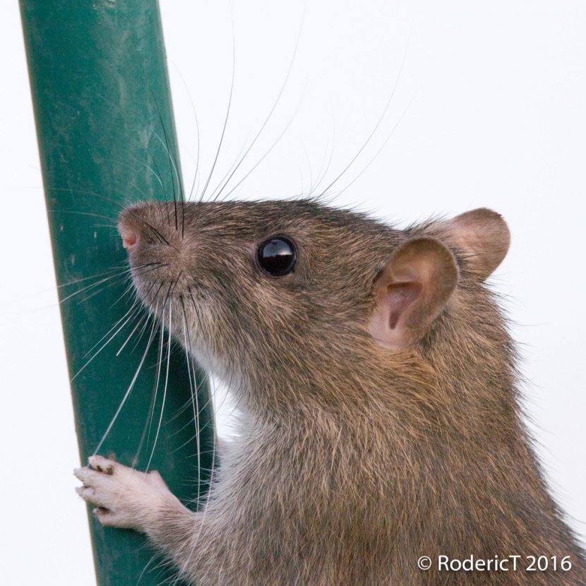 Gerbil Rodent Mouse Muskrat - Dormouse - Rat & Transparent PNG