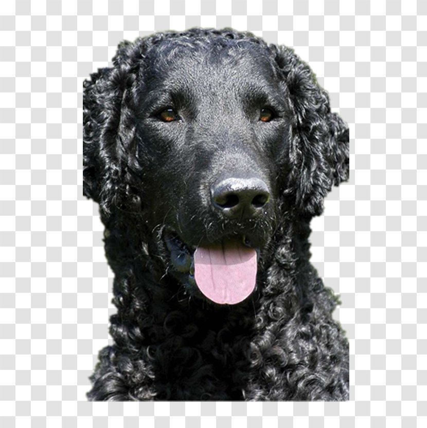 Flat-Coated Retriever Curly-Coated American Water Spaniel Irish Boykin - Docile Black Puppy Transparent PNG