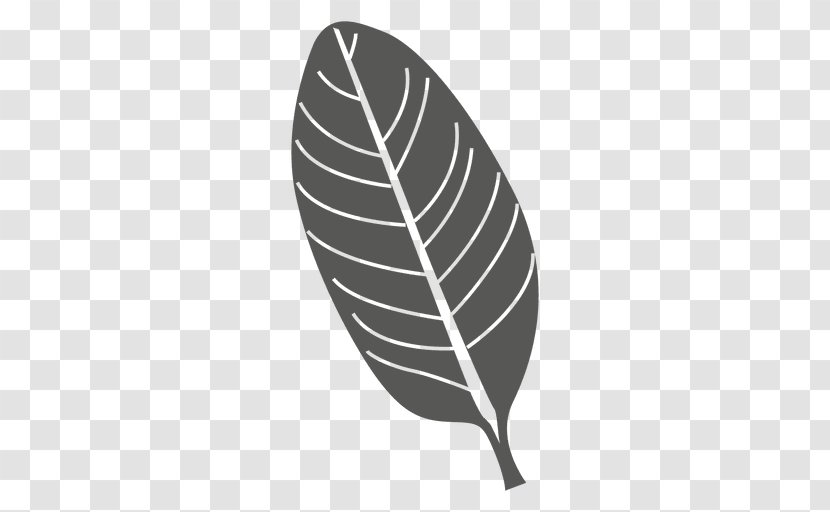 Leaf - Quill - Plant Transparent PNG