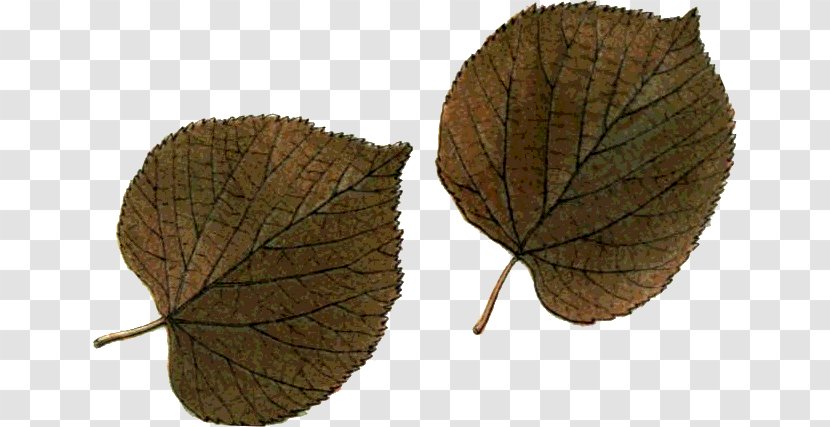 Leaf Northern Hemisphere Southern Autumn - Photography - Oo Transparent PNG
