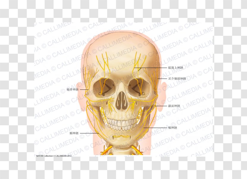 Head And Neck Anatomy Human Body Nerve Anterior Triangle Of The - Tree - Auriculotemporal Transparent PNG