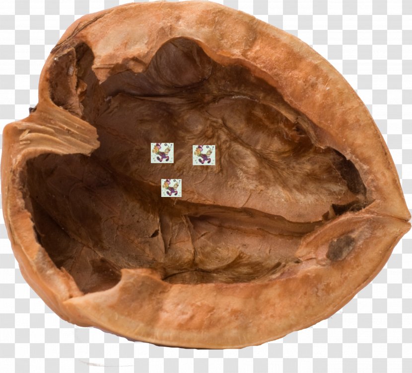 Walnut Stock Photography Nutshell Transparent PNG