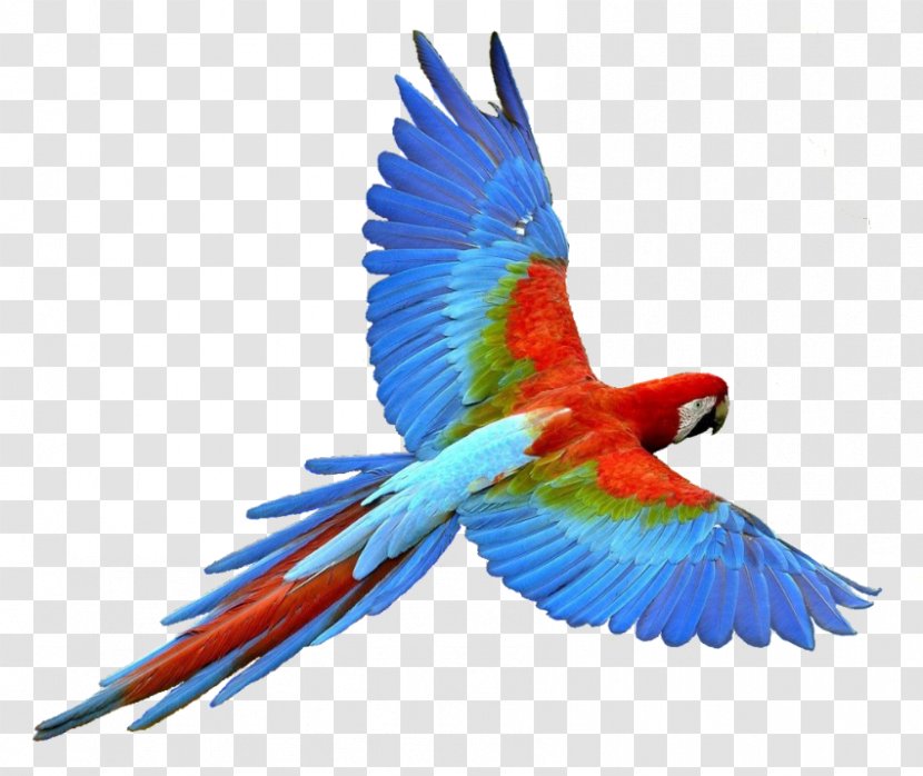 Parrot Bird Flight - Feather - Glitter Animations Transparent PNG