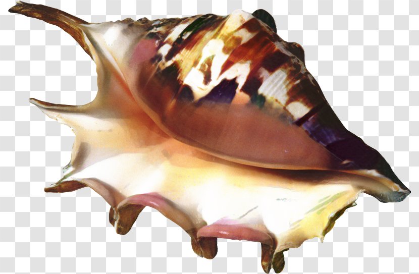 Snail Cartoon - Fish - Musical Instrument Wind Transparent PNG