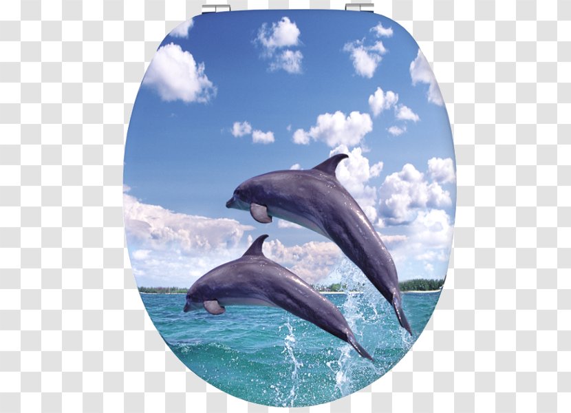 Common Bottlenose Dolphin Wholphin Rough-toothed Short-beaked Tucuxi - Marine Mammal - Toilet Transparent PNG