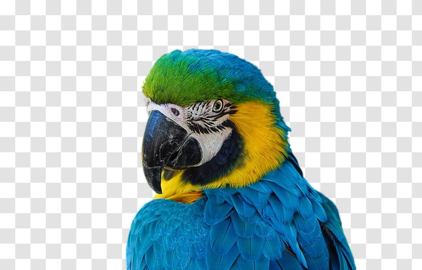 Bird Budgerigar Blue-and-yellow Macaw Feather - Pet Transparent PNG